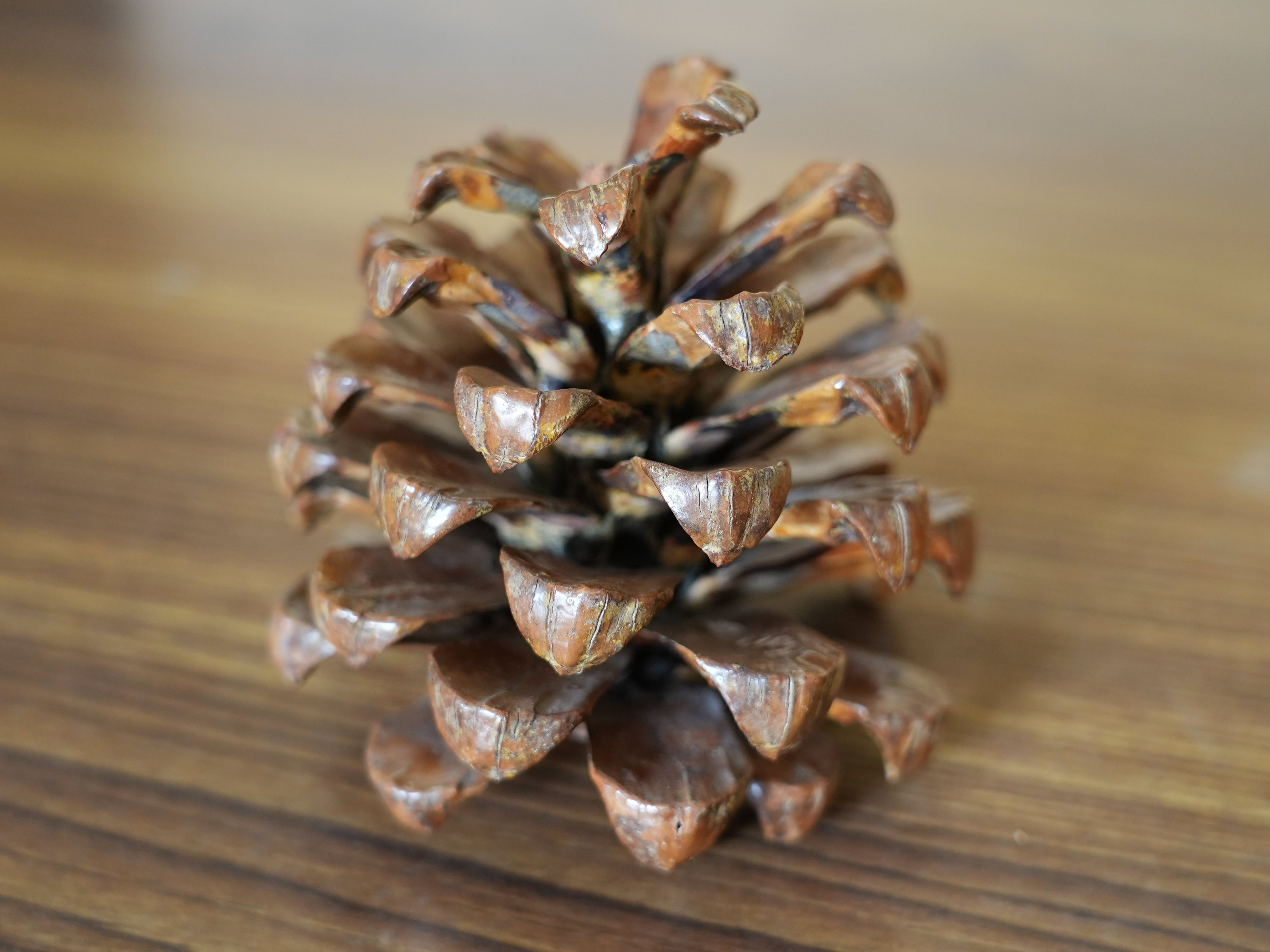 Pinus female cone